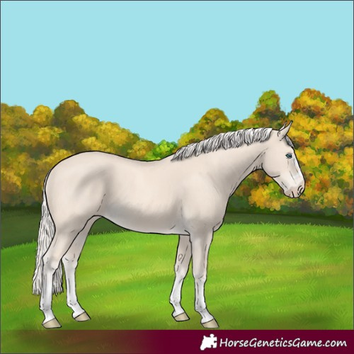 Horse Color:Cremello 