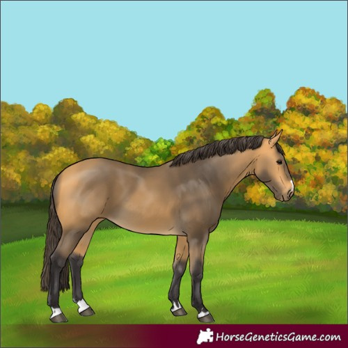 Horse Color:Buckskin 
