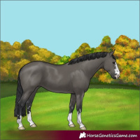 Horse Color:Grullo 