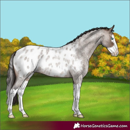 Horse Color:Brown Roan Dun Splash Appaloosa 