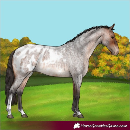 Horse Color:Bay Roan Tobiano Appaloosa 