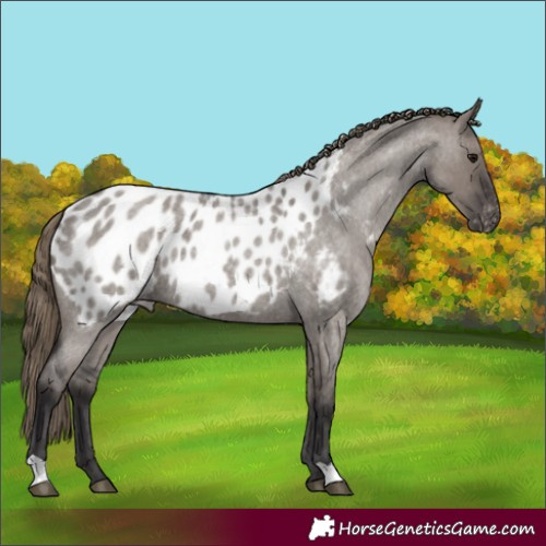 Horse Color:Smoky Grullo Roan Appaloosa 