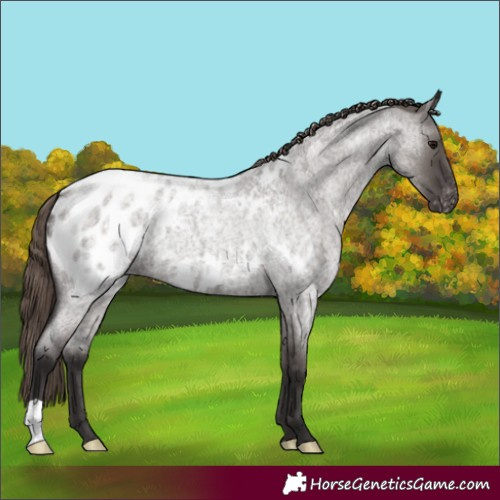 Horse Color:Smoky Grullo Roan Appaloosa 