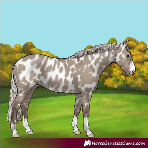 Horse Color:Silver Grullo Appaloosa Rabicano 