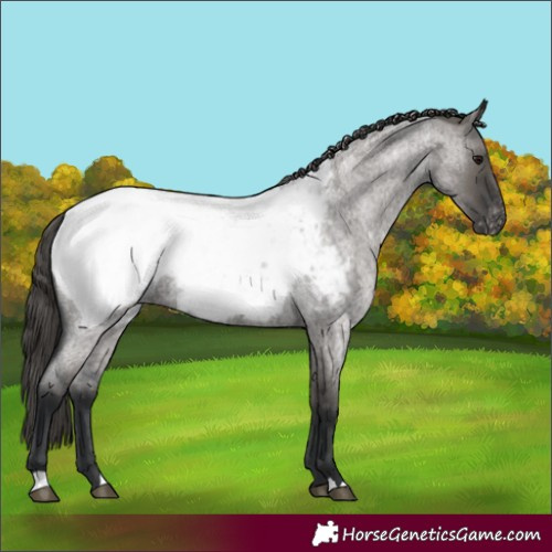 Horse Color:Grullo Roan Appaloosa