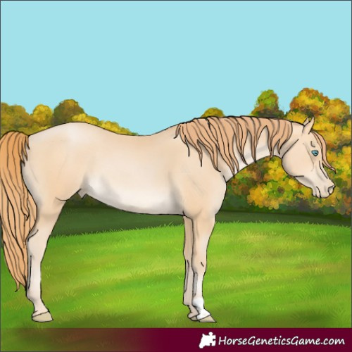 Horse Color:Buckskin Pearl Rabicano 