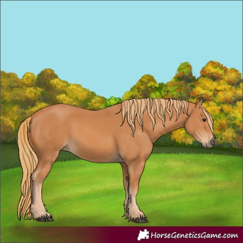 Horse Color:Chestnut 