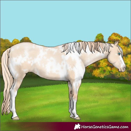 Horse Color:White Spotted Gold Champagne Pearl Dun