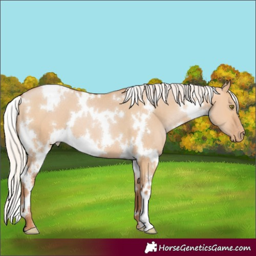 Horse Color:White Spotted Silver Bay Pearl Dun 