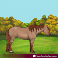 Horse Color:Red Dun