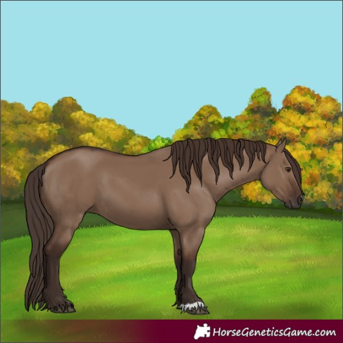 Horse Color:Liver Red Dun 