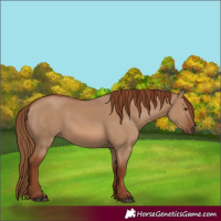 Horse Color:Red Dun 