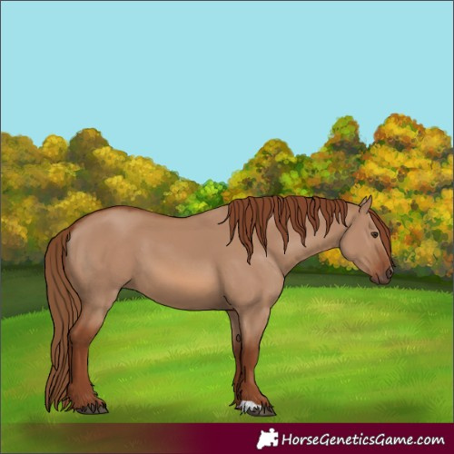 Horse Color:Red Dun