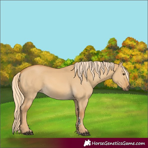 Horse Color:Palomino Dun 
