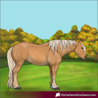 Horse Color:Palomino 
