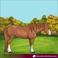 Horse Color:Chestnut 