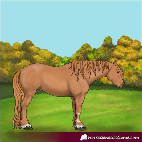 Horse Color:Chestnut 