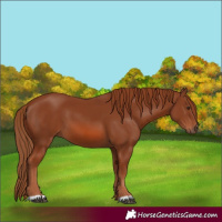 Horse Color:Chestnut 