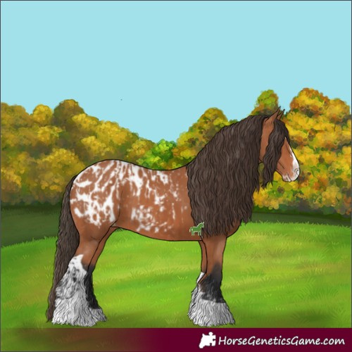 Horse Color:Bay Splash Tobiano Appaloosa  and Bay Splash Tobiano Appaloosa 