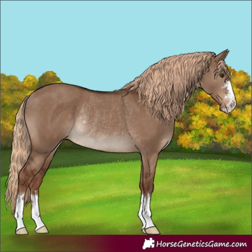 Horse Color:Liver Red Dun Rabicano 