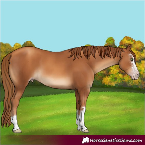 Horse Color:Gray Gold Champagne