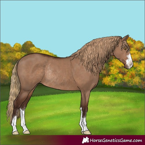 Horse Color:Liver Red Dun Rabicano