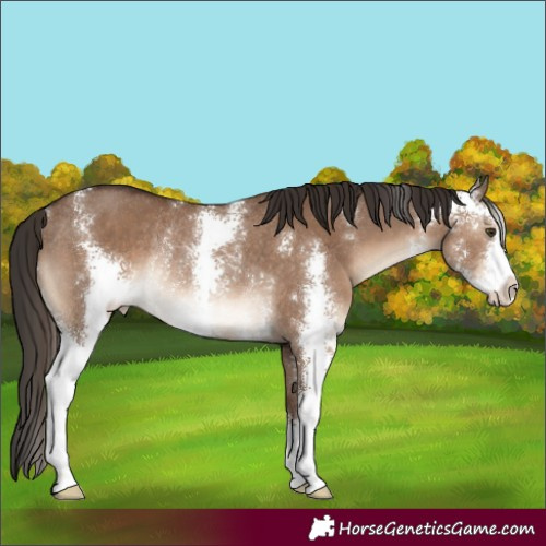 Horse Color:Liver Red Dun Sabino Rabicano