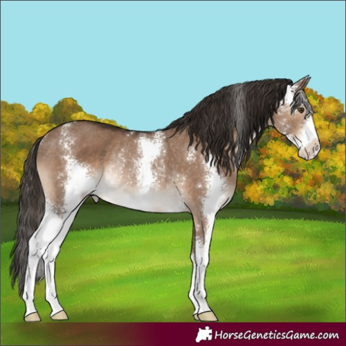 Horse Color:Liver Red Dun Sabino Rabicano 