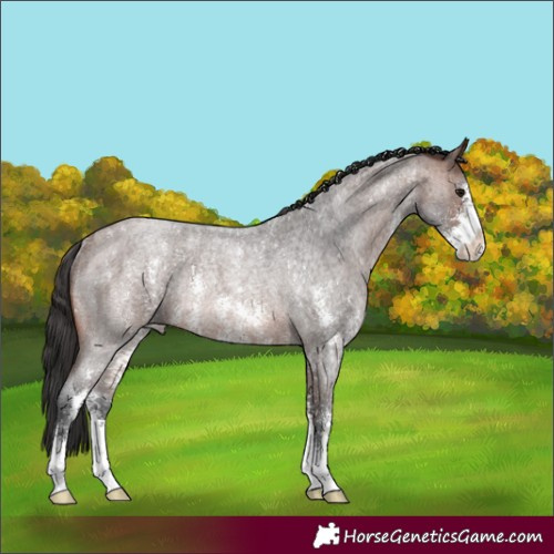 Horse Color:Brown Roan Sabino Rabicano 