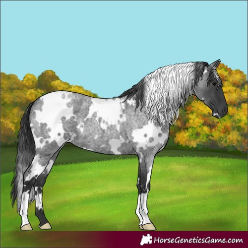 Horse Color:White Spotted Blue Roan