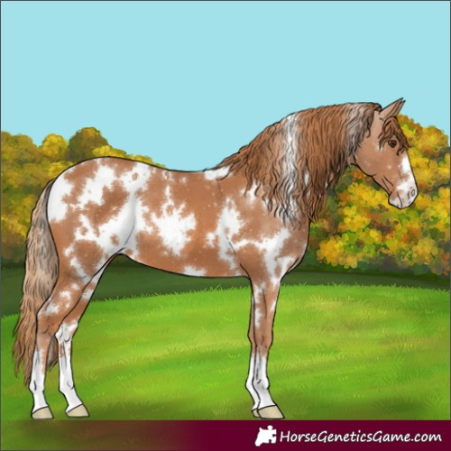 Horse Color:White Spotted Chestnut 