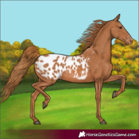 Horse Color:Chestnut Blanket