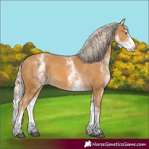 Horse Color:Unknown 