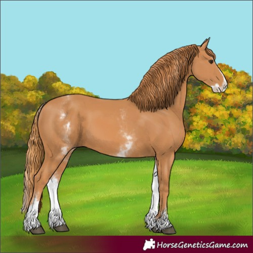 Horse Color:Unknown 
