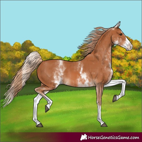 Horse Color:Unknown 