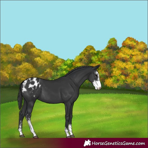 Horse Color:Black Sabino Blanket
