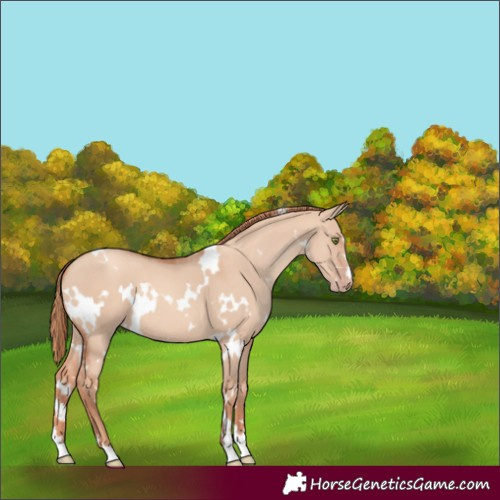 Horse Color:White Spotted Gold Champagne Dun
