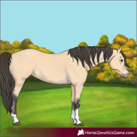 Horse Color:Buckskin