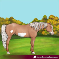 Horse Color:Silver Sable Champagne Frame 