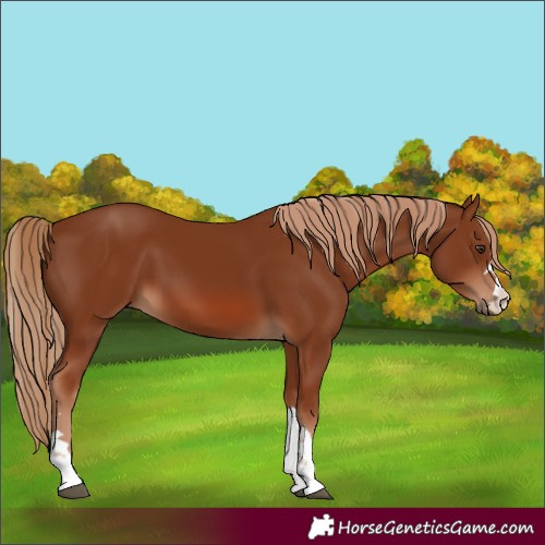 Horse Color:Chestnut 