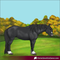 Horse Color:Black 