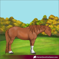 Horse Color:Chestnut Tobiano