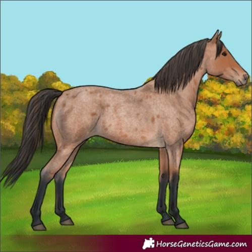 Horse Color:Bay Roan 