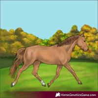 Horse Color:Chestnut 