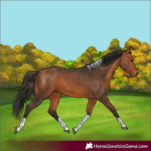 Horse Color:Bay Tobiano 