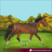 Horse Color:Bay Tobiano