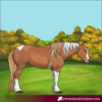 Horse Color:Chestnut Tobiano