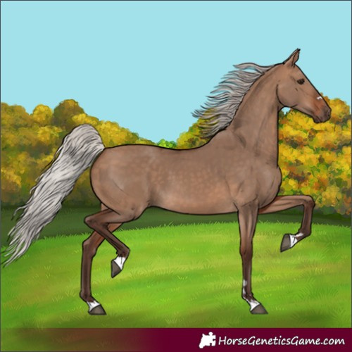Horse Color:Silver Bay Dun