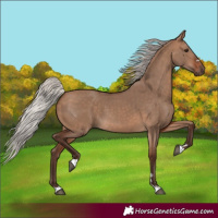 Horse Color:Silver Bay Dun 