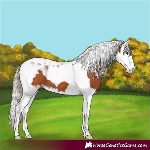 Horse Color:Silver Bay Splash Tobiano 